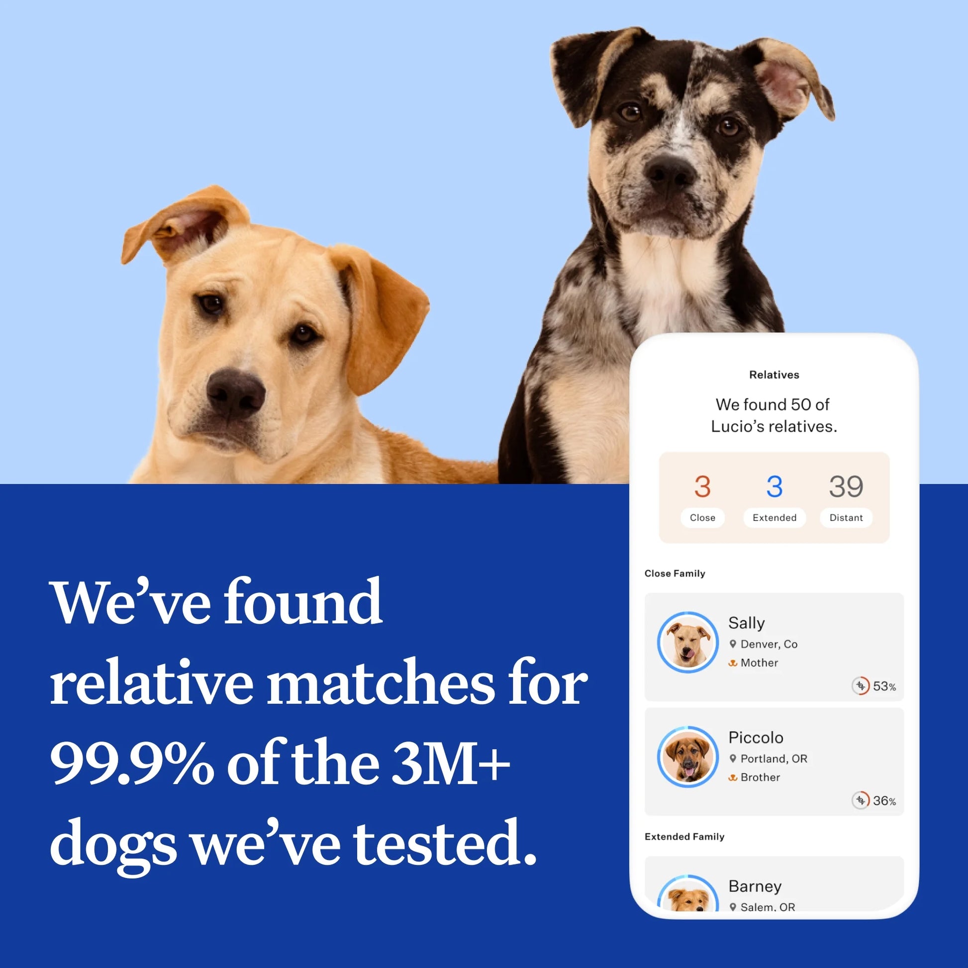 Essential, Breed Identification & Health Condition Identification, Dog DNA Test Kit