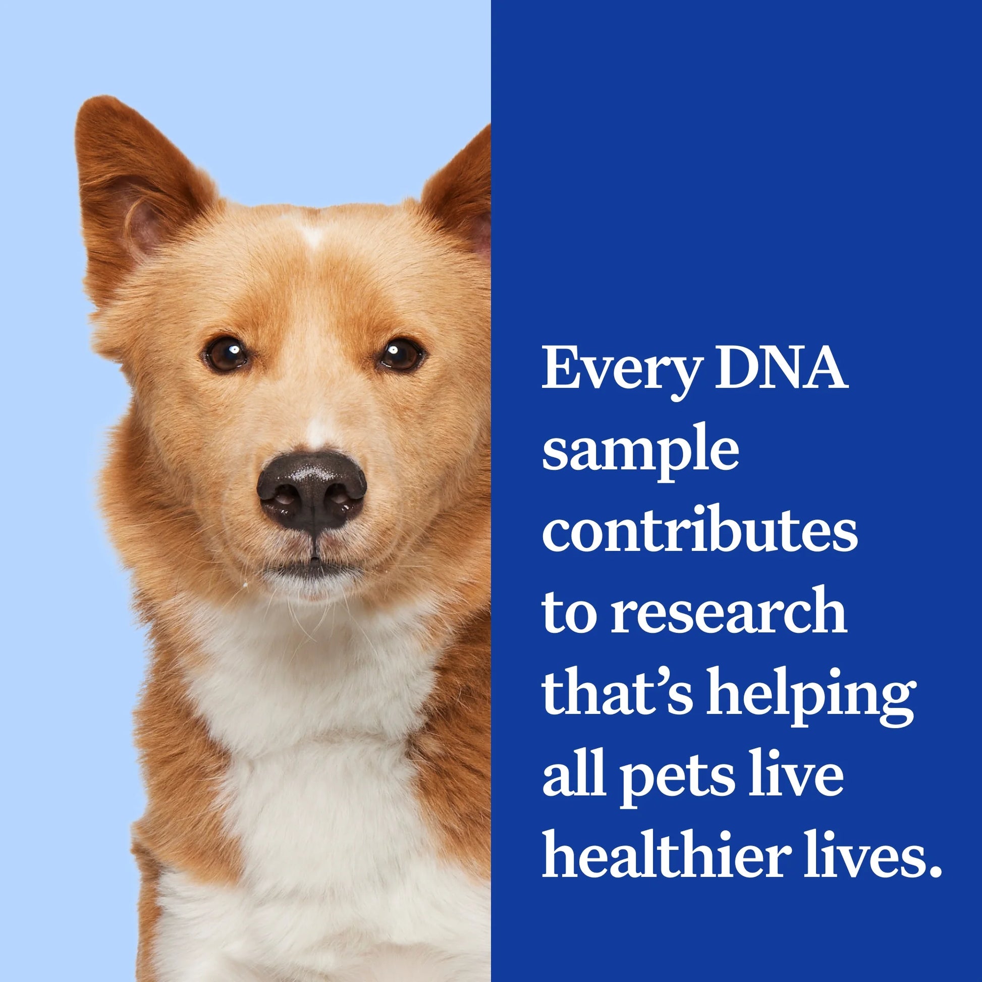 Essential, Breed Identification & Health Condition Identification, Dog DNA Test Kit